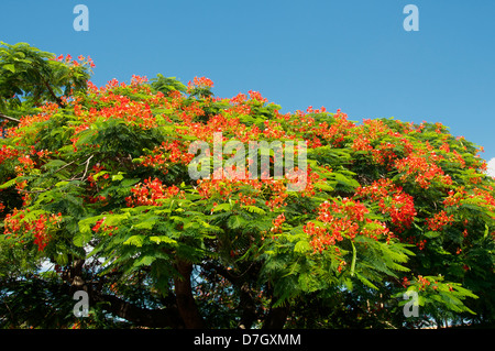 Flame Tree in fiore Hervey Bay Queensland Australia Foto Stock