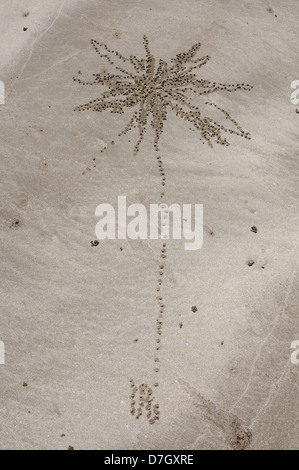 Palm tree pattern di granchio di sabbia in Hervey Bay Queensland Australia Foto Stock