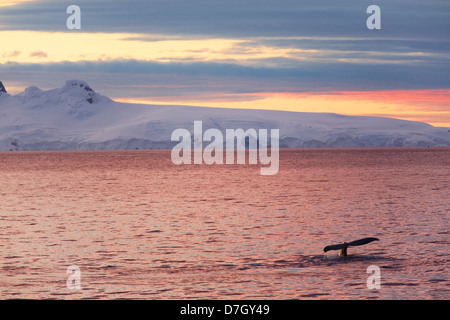 Humpback Whale (Megaptera novaeangliae) al tramonto / sunrise come siamo in viaggio al di sotto del circolo Antartico, l'Antartide. Foto Stock