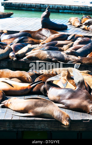 I leoni marini al Pier 39, San francisco, Stati Uniti d'America Foto Stock