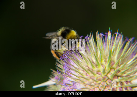 Un bel rosso tailed Bumble Bee alimentazione su teasel Foto Stock