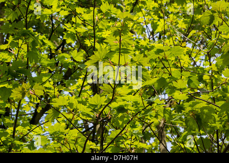 Newly opened sunlit sycamore tree leaves Foto Stock