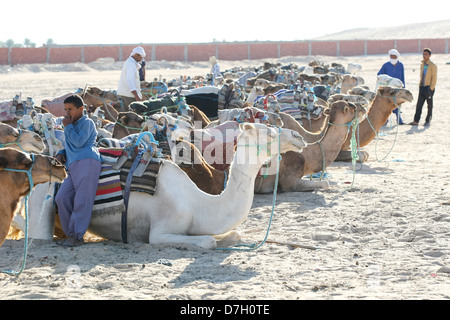 Beduins sono in attesa per i turisti di cavalcare i loro cammelli al deserto del Sahara su Settembre 17, 2012 a Douz, Kebili, Tunisia Foto Stock