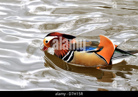 Close up di Anatra di mandarino su acqua Foto Stock