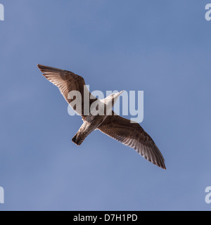 Un giovane gabbiano in volo nel Regno Unito Foto Stock
