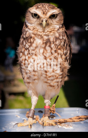 Un captive scavando la civetta (Athene cunicularia) nel Regno Unito Foto Stock