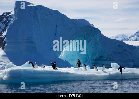 Tutte e tre le specie di pinguini Brush-Tailed, Adélie Penguin, di pinguini Chinstrap e Gentoo Penguin. L'Antartide Foto Stock