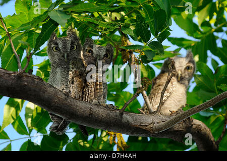 Fort Worth, Texas, Stati Uniti d'America. Il 7 maggio 2013. Una famiglia di Western strillano gufi in un albero in una zona suburbana inFort vale la pena, Texas. (Immagine di credito: credito: Ralph Lauer/ZUMAPRESS.com/Alamy Live News) Foto Stock