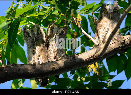 Fort Worth, Texas, Stati Uniti d'America. Il 7 maggio 2013. Una famiglia di Western strillano gufi in un albero in una zona suburbana inFort vale la pena, Texas. (Immagine di credito: credito: Ralph Lauer/ZUMAPRESS.com/Alamy Live News) Foto Stock