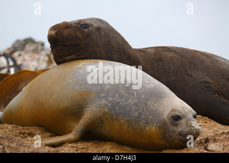 Elefante marino del sud (Mirounga leonina), Hannah Point, Livingston Island in Antartide. Foto Stock