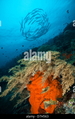 La scolarizzazione chevron barracuda al di sopra di una barriera corallina, Sangalaki, Kalimantan, Indonesia. Foto Stock