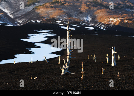 Gli alberi morti, erba secca e fresca neve sul vulcano Tiatia presso la costa dell'oceano pacifico sulla Kunashir Island. Sud Kuriles, Russia Foto Stock