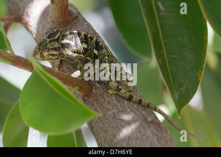 Chameleon in una struttura ad albero in Galilea, Israele Foto Stock