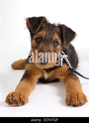 8 settimane vecchio Airedale Terrier cucciolo di cane Foto Stock