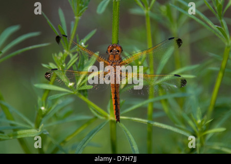 Scarsa Chaser Dragonfly, scarse Libellula (Libellula fulva), recentemente maschio tratteggiata Foto Stock