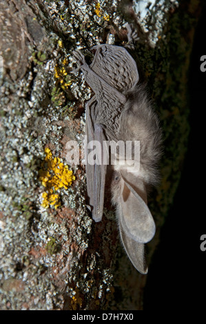 Brown Long-eared Bat, Comune di lungo-eared Bat (Plecotus auritus), riposo Foto Stock