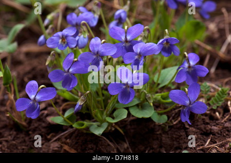 Viola Mammola (Viola odorata), la fioritura delle piante Foto Stock