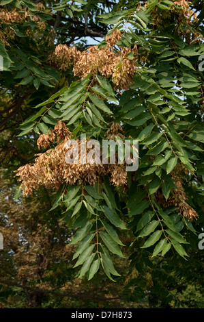 Albero del cielo (Ailanthus altissima), ramoscelli con frutta Foto Stock