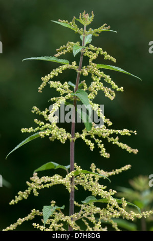 Ortica (Urtica dioica), fioritura Foto Stock