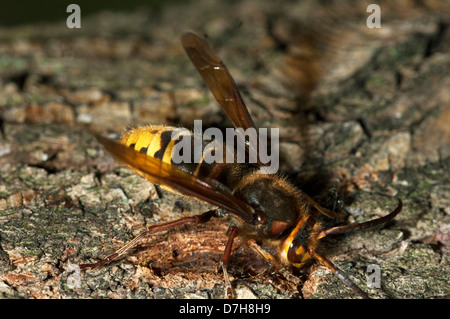 Unione Hornet (Vespra crabro) mordere attraverso la corteccia di salice per bere fluente sap che è utilizzato per alimentare le larve Foto Stock