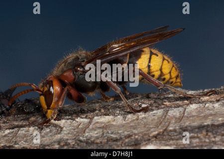 Unione Hornet (Vespra crabro) mordere attraverso la corteccia di salice per bere fluente sap che è utilizzato per alimentare le larve Foto Stock