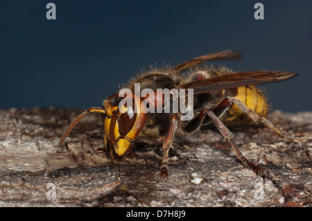 Unione Hornet (Vespra crabro) mordere attraverso la corteccia di salice per bere fluente sap che è utilizzato per alimentare le larve Foto Stock