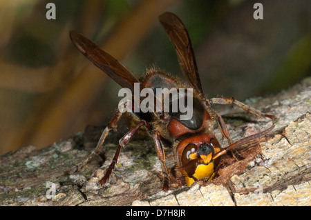 Unione Hornet (Vespra crabro) mordere attraverso la corteccia di salice per bere fluente sap Foto Stock