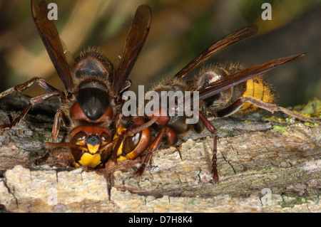 I calabroni europea (Vespra crabro) mordere attraverso la corteccia di salice per bere fluente sap Foto Stock