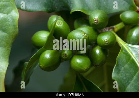 Il caffè (Coffea arabica), ramoscello con i frutti acerbi Foto Stock