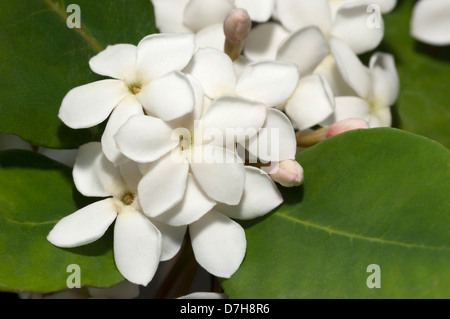 Concurberry, Bush prugna (Carissa edulis). fioritura ramoscello Foto Stock