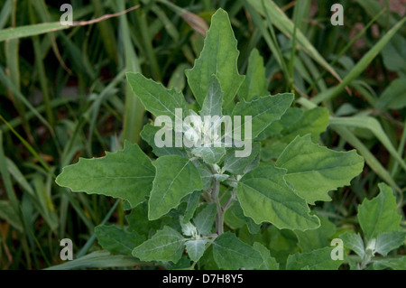 Comune (Orache Atriplex patula), la parte superiore di una levetta Foto Stock