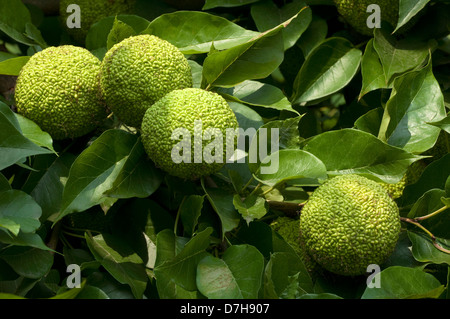 Osage-arancione, hedge-apple (Maclura pomifera), quattro frutto su un ramoscello Foto Stock