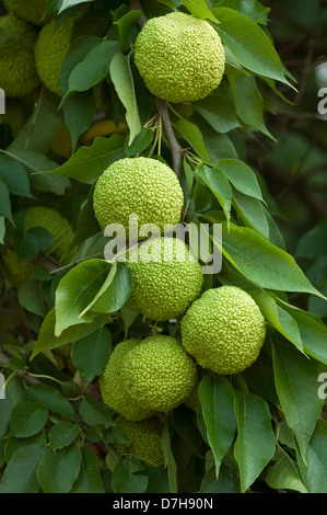 Osage-arancione, hedge-apple (Maclura pomifera), frutta su un ramoscello Foto Stock