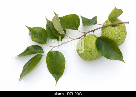 Osage-arancio di hedge-apple Maclura pomifera ramoscello di frutta Studio immagine contro uno sfondo bianco Foto Stock