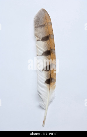 Barbagianni Tyto alba unica ala feather Studio immagine contro uno sfondo bianco Foto Stock