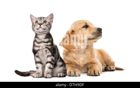 Golden Retriever cucciolo che giace accanto al British Shorthair kitten contro uno sfondo bianco Foto Stock