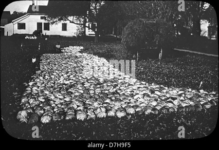 Questa fotografia degli archivi dell'OSU raffigura il paesaggio agricolo delle industrie dell'Oregon intorno al 1905-1910, mostrando la coltivazione del cavolo in un giardino. Cattura la vita agricola dell'Oregon all'inizio del XX secolo. Foto Stock