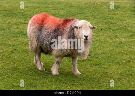 Unico Herdwick Lakeland Sheep sul pendio erboso, Lake District, Cumbria, England, Regno Unito Foto Stock