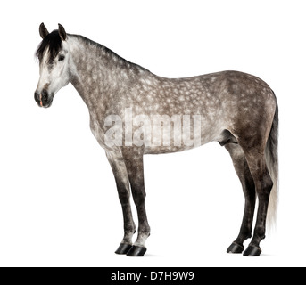 Andaluso, 7 anni, noto anche come pura Cavallo Spagnolo o PRE, contro uno sfondo bianco Foto Stock