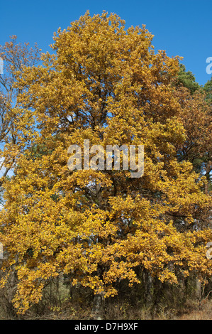 Pendulate Quercia farnia (Quercus robur). Albero in autunno Foto Stock