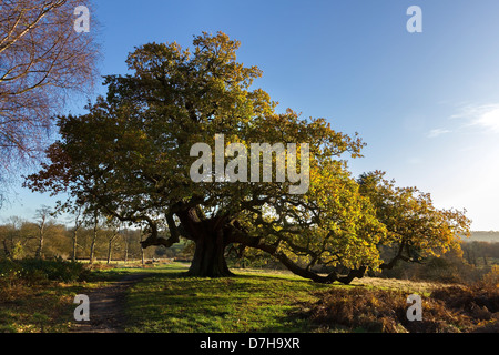 Inglese antico albero di quercia in motivi di Calke Abbey Estate, National Forest, Ticknall, Derbyshire, England, Regno Unito Foto Stock
