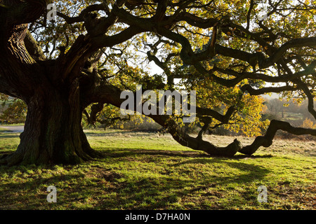 Soleggiato inglese antico albero di quercia in motivi di Calke Abbey Estate, National Forest,Ticknall, Derbyshire, England, Regno Unito Foto Stock