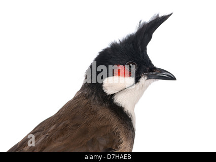 Close-up di un rosso-whiskered Bulbul, Pycnonotus jocosus, di fronte a uno sfondo bianco Foto Stock