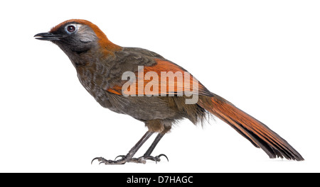 Red-tailed Laughingthrush, Garrulax milnei, di fronte a uno sfondo bianco Foto Stock