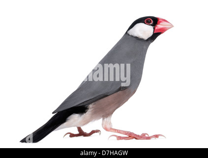 Java Sparrow, Padda oryzivora, di fronte a uno sfondo bianco Foto Stock