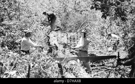 Una fotografia delle piste antincendio prese dalla collezione OSU Archives. L'immagine cattura gli effetti drammatici del fuoco su un paesaggio, mostrando il movimento e l'energia delle fiamme che si diffondono attraverso la foresta, documentati negli archivi. Foto Stock
