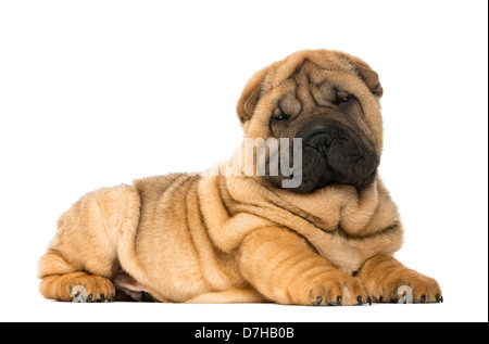 Ritratto di Shar Pei cucciolo, 11 settimane di età, che giace contro uno sfondo bianco Foto Stock