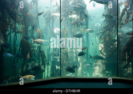 Foresta di Kelp presentano, Two Oceans Aquarium, Victoria & Alfred Waterfront, Città del Capo, Sud Africa Foto Stock