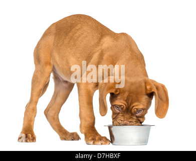 Dogue de Bordeaux cucciolo, 4 mesi di età, mangiare da un materiale metallico dog bowl contro uno sfondo bianco Foto Stock