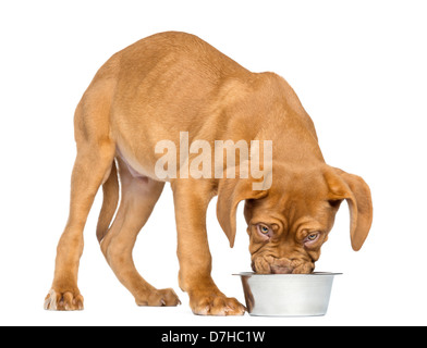 Dogue de Bordeaux cucciolo, 4 mesi di età, mangiare da un materiale metallico dog bowl contro uno sfondo bianco Foto Stock